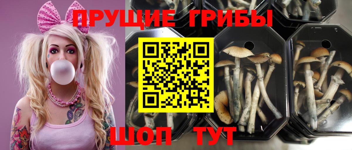 Лениногорск  Псилоцибиновые грибы GOLDEN TEACHER  Вход с VPN 